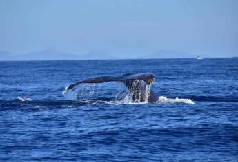 Desplaza calentamiento global a especies oceánicas hacia los polos