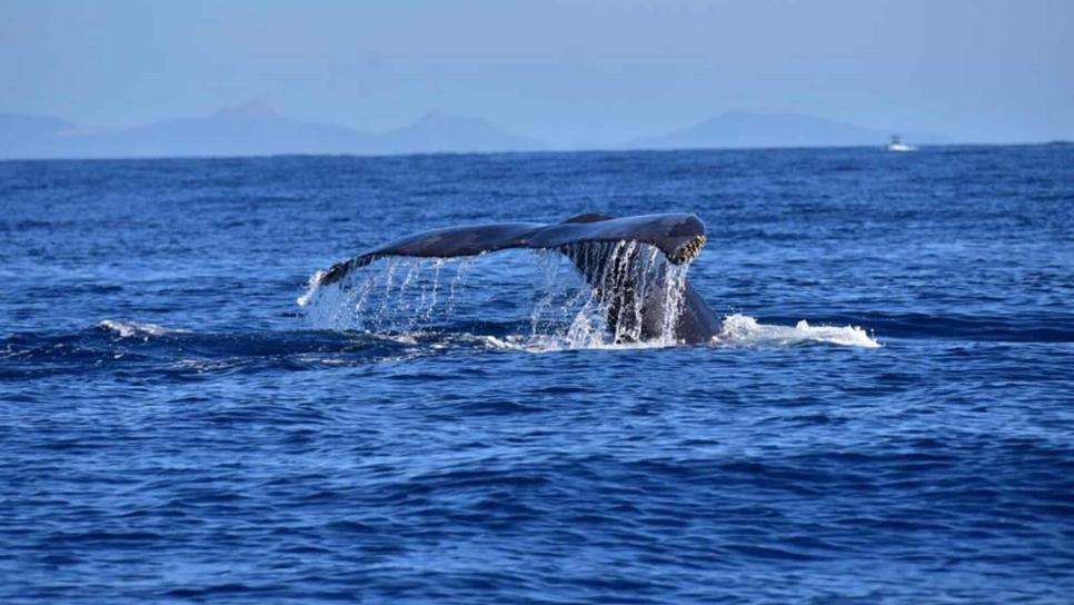 Desplaza calentamiento global a especies oceánicas hacia los polos