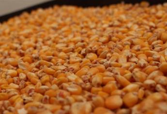Aumentan 18 % exportaciones de maíz de EUA