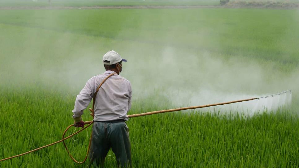 México tendrá Ley de Plaguicidas para favorecer actividad agrícola 