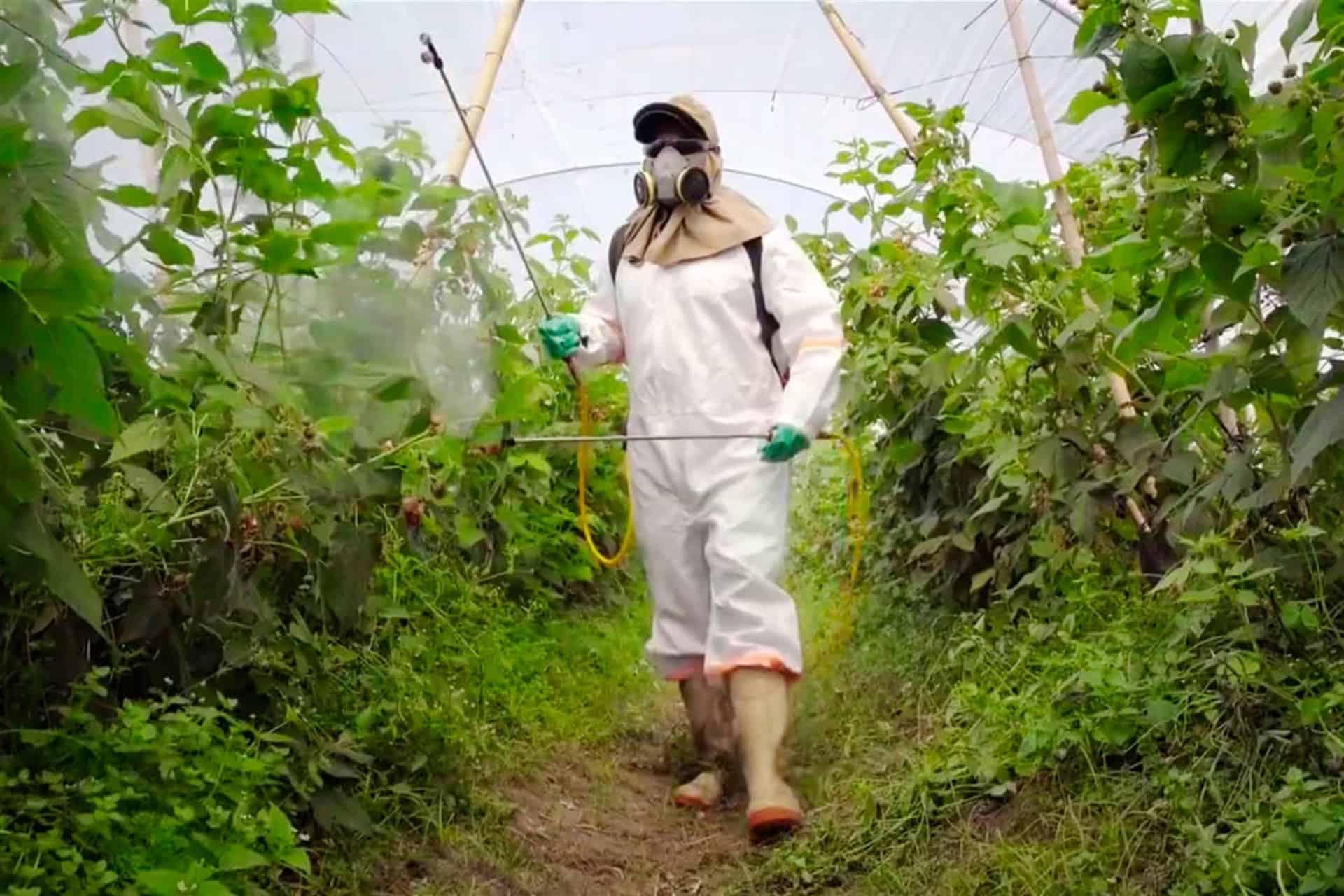 Ante recomendación de la CNDH, buscan retirar del mercado plaguicidas peligrosos