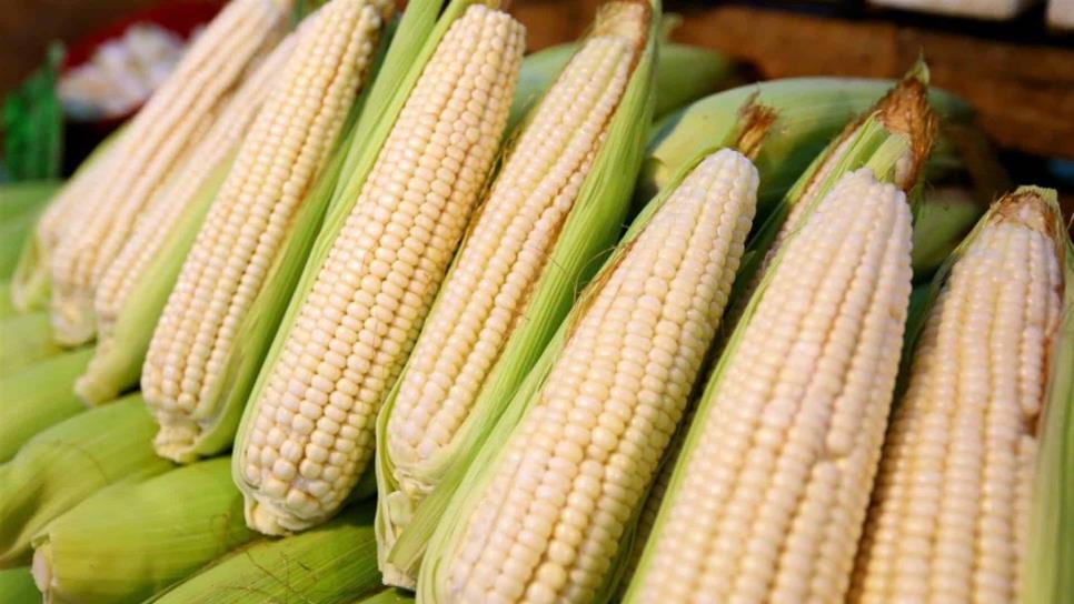 Continúan cayendo los precios a futuro del maíz