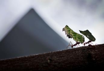 Estudian impacto de hormigas en sistemas agroforestales