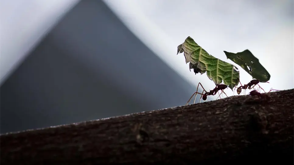 Estudian impacto de hormigas en sistemas agroforestales