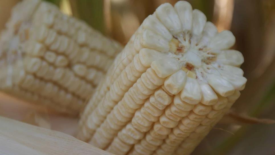 Sube $1.8 dólares precio internacional del maíz