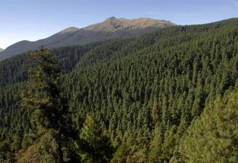 Destacan riqueza de bosques en territorio nacional