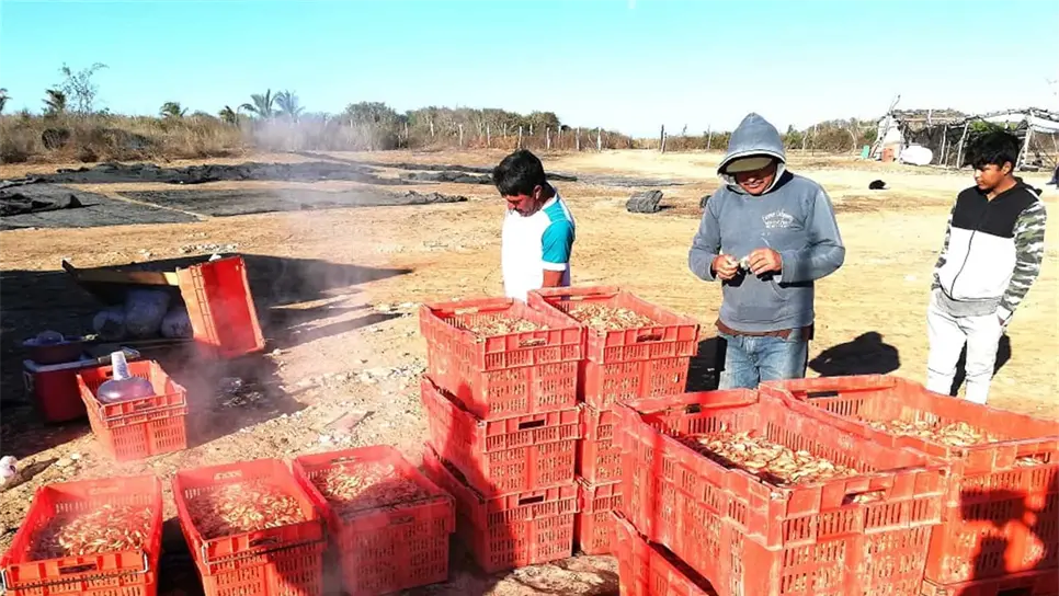 Buscan acuicultores evitar fuga de camarón