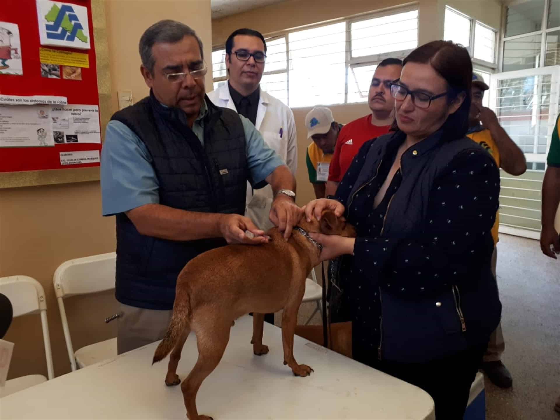 Inicia Semana de Vacunación Antirrábica para Perros y Gatos 2019