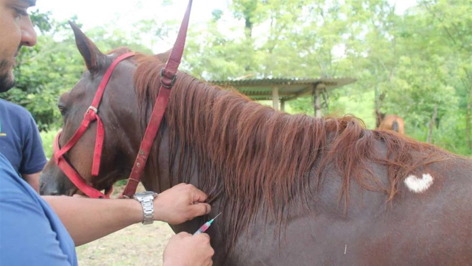 Sinaloa está libre de enfermedades de equinos: Ganadería