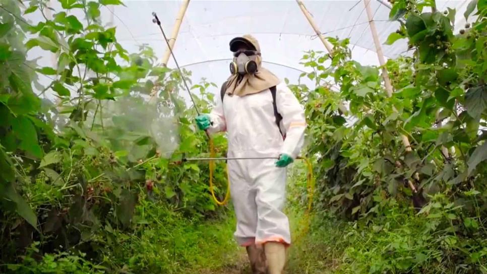 Actualizará Gobierno de México regulación sobre plaguicidas