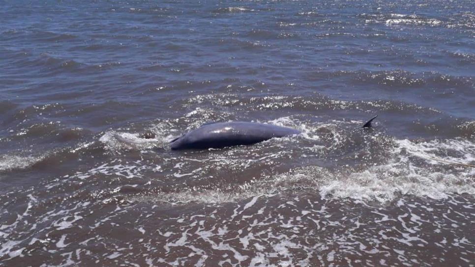 Localizan una delfín muerta en El Maviri