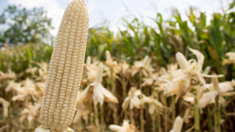 Base de maíz puede llegar hasta los 70 dólares: Jaime Montes