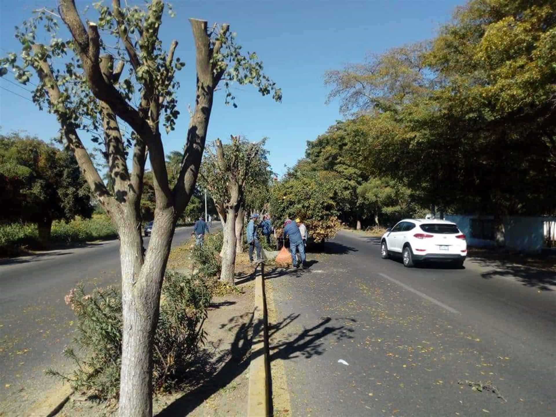 Denuncian vecinos de Navolato tala de árboles