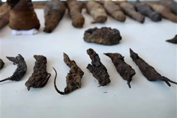 Hallan decenas de ratones momificados en antigua tumba egipcia Hallan decenas de ratones momificados en antigua tumba egipcia