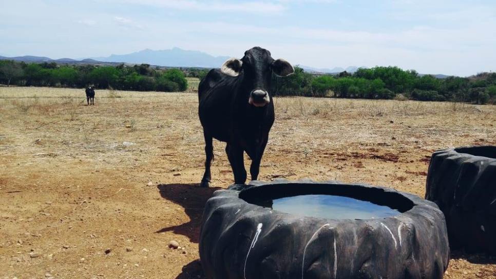 Escasea pasto y agua para ganado en El Fuerte