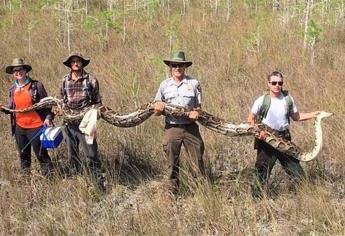 Capturan a serpiente de más de cinco metros en Florida