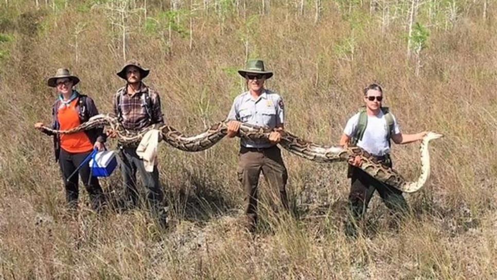 Capturan a serpiente de más de cinco metros en Florida