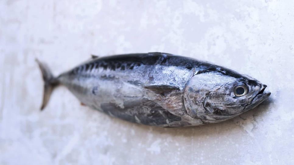 México cumple con captura sustentable de atún aleta azul