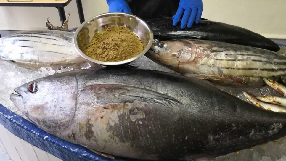 México cumple con captura sustentable de atún aleta azul