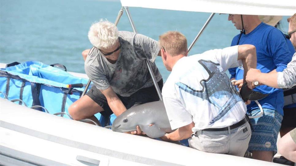 Hábitat de la vaquita marina, Patrimonio Mundial en Peligro: UNESCO