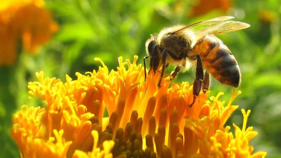 Realizan estudios genéticos del polen como causante de alergias 