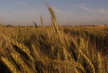 Garbanzo y trigo, olvidados por Sader: productores