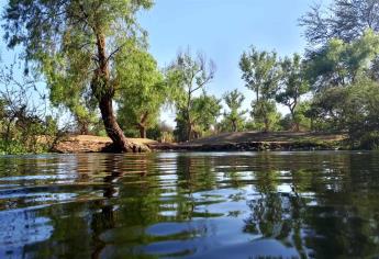 Se plantarán 12 kilómetros de árboles en ribera del río Fuerte