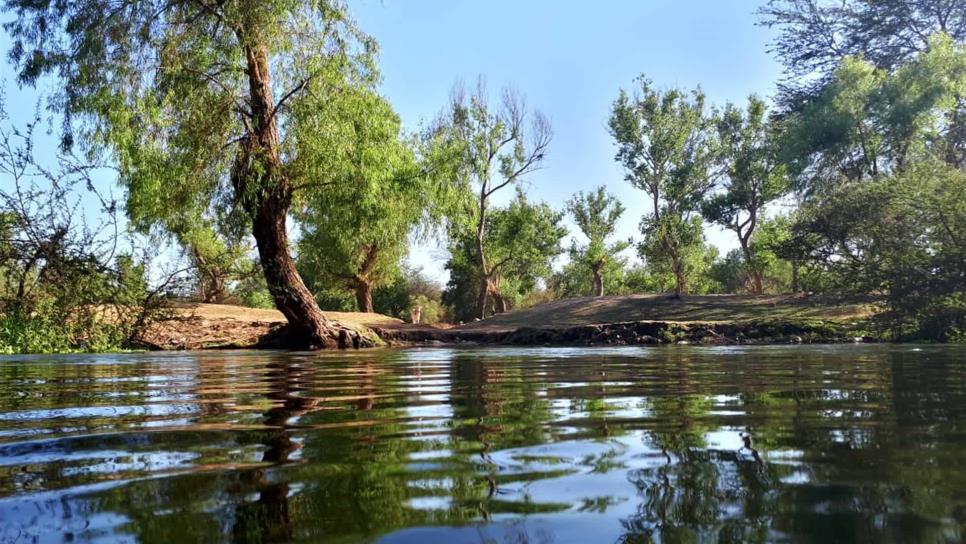 Se plantarán 12 kilómetros de árboles en ribera del río Fuerte