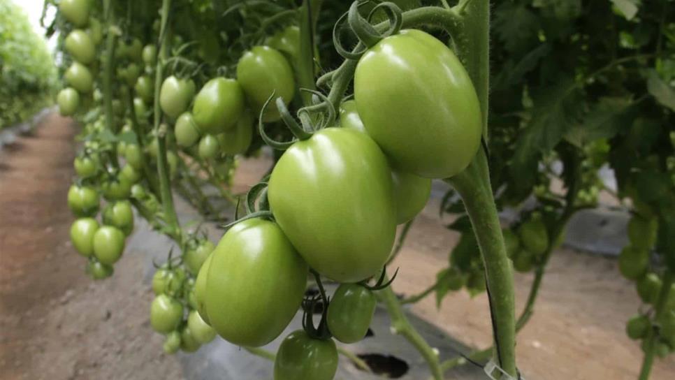 Afecta nuevo virus al tomate sinaloense