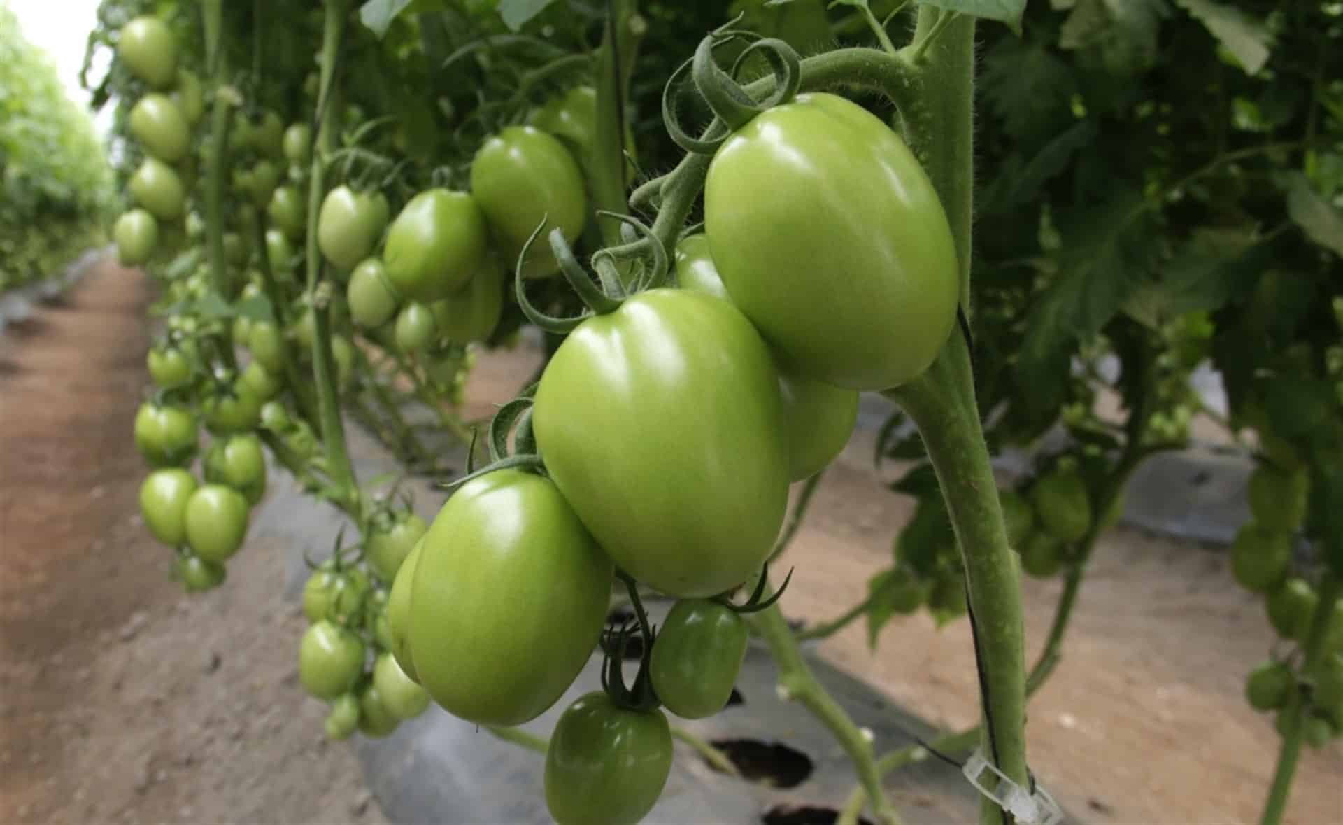 FOTO: Manuel Aceves.