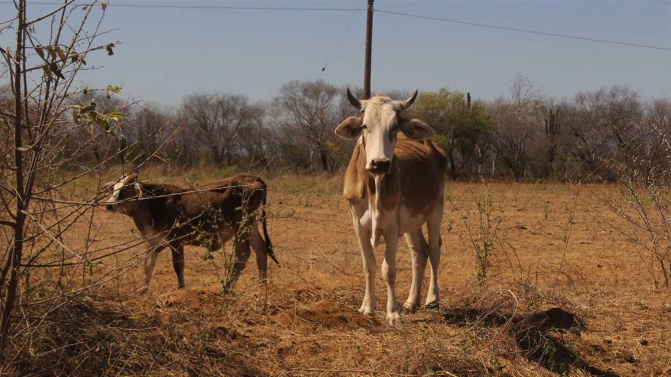 México busca ganadería sustentable para evitar degradación de suelos