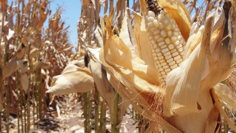 Se mantiene a la baja precio del maíz