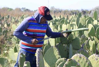 Aplican tecnología agroecológica para control de plagas en nopal