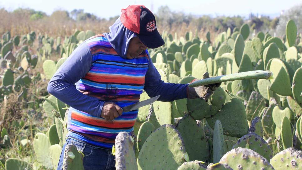 Aplican tecnología agroecológica para control de plagas en nopal