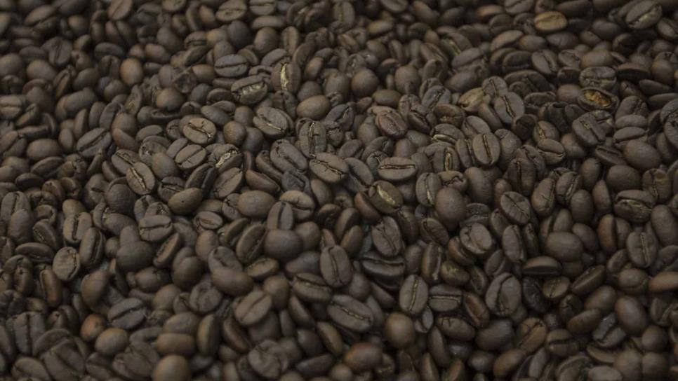 Prevé gobierno federal sembrar 200 mil hectáreas de café este sexenio