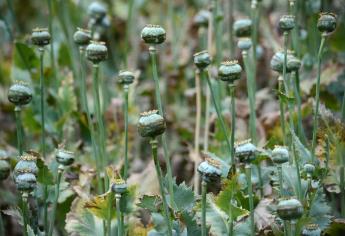 Niños esclavos sufren abusos en plantíos de droga en Guerrero y Sinaloa