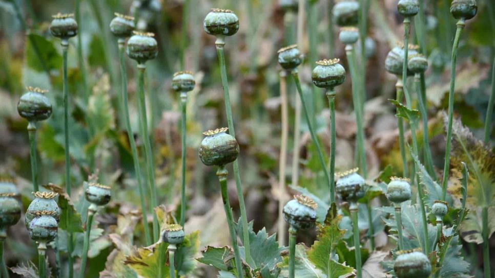 Niños esclavos sufren abusos en plantíos de droga en Guerrero y Sinaloa