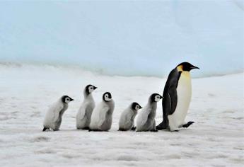 Cambios en hielo marino afectan reproducción de pingüinos emperador