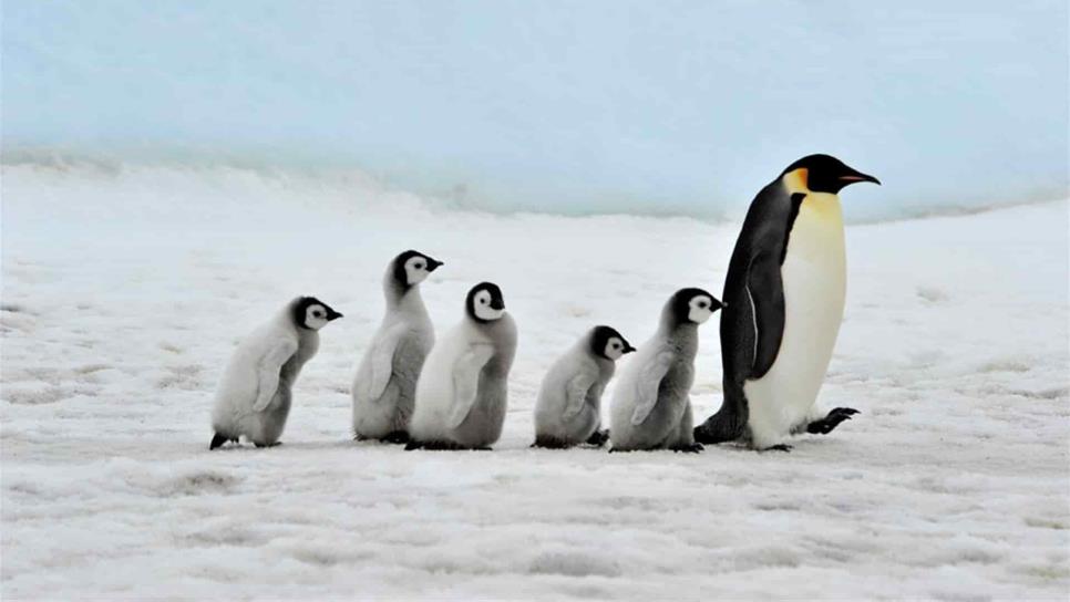 Cambios en hielo marino afectan reproducción de pingüinos emperador