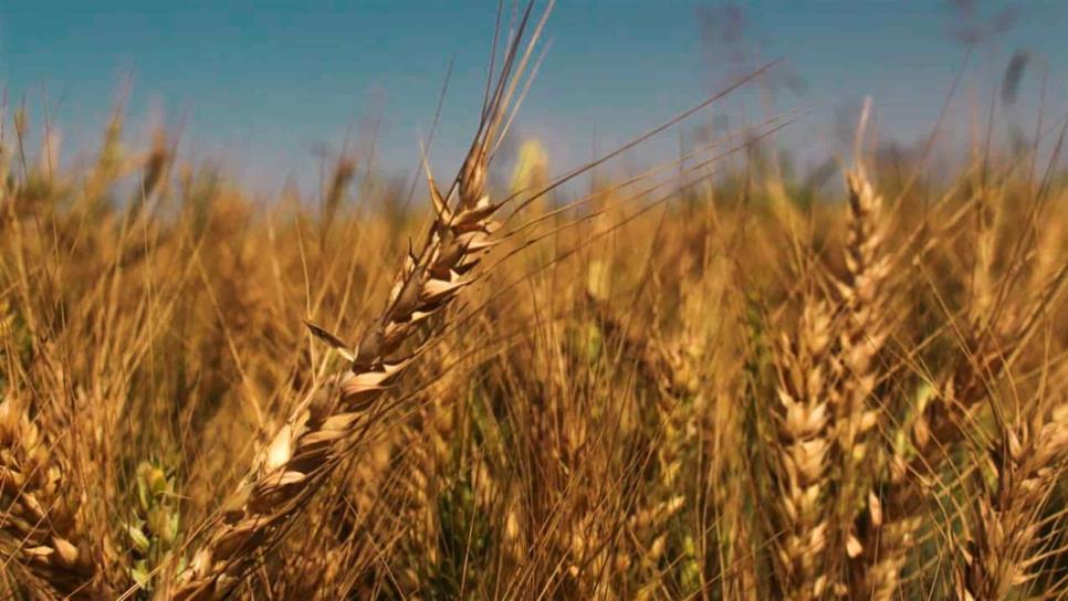 Mala semana para el maíz y positiva para el trigo