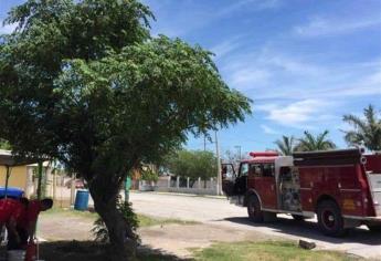 Enjambre de abejas ataca en una primaria del Poblado 5