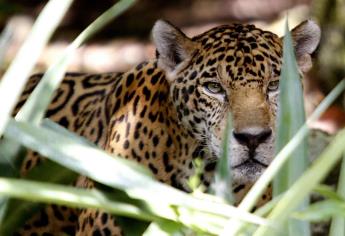 Población de jaguares adultos sería de 600 ejemplares en Yucatán