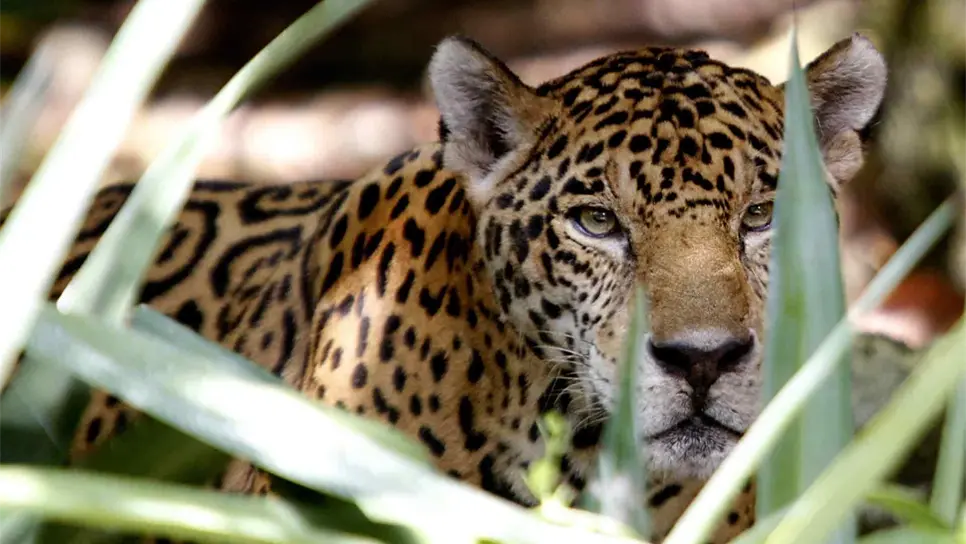 Población de jaguares adultos sería de 600 ejemplares en Yucatán