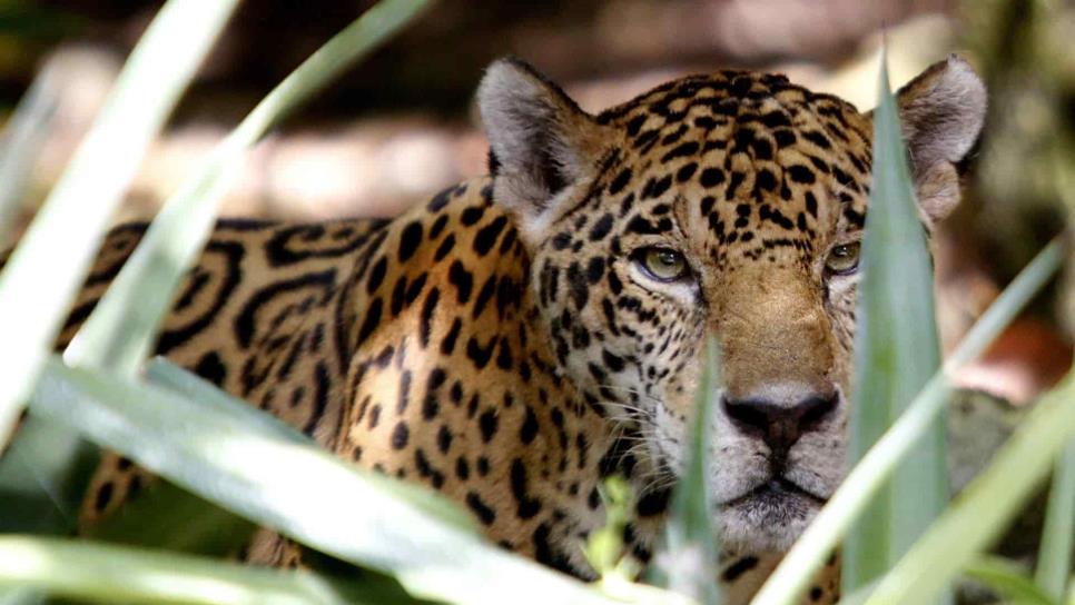 Especies de felinos en México, amenazadas o en peligro de extinción