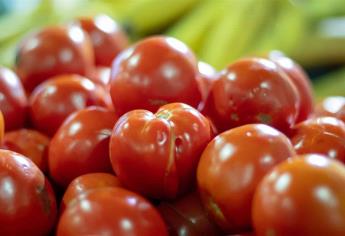 «Cosecha hortícola de Sinaloa no debe catalogarse como tomate negro»: CAADES