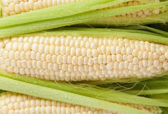Cinco días a la baja los futuros de maíz