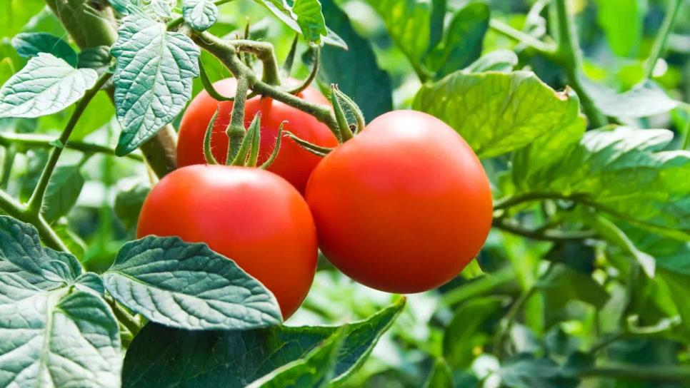 Piden diputados defensa firme ante arancel al tomate mexicano