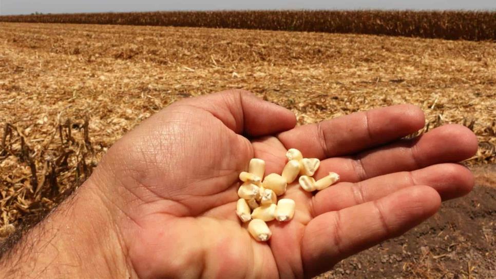 Precio del maíz ha bajado 28.3 dólares en últimos 4 meses