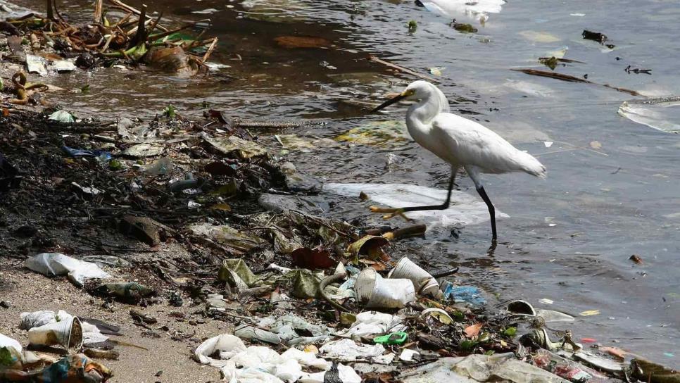 Cada año mueren un millón de aves a causa del plástico