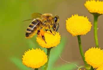 Trabajan en vacunas con antígenos de polen para asma por alergia